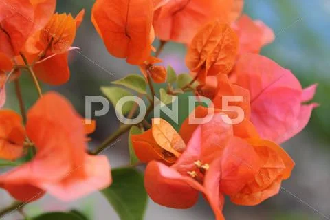 Orange King Bougainvillea Stock Photos