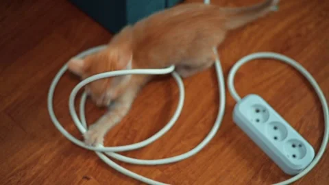 An orange kitten climbs up a surface while investigating and playing with cables Video stock 339024749