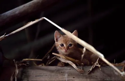 Orange kitten curious looking Stock Photos