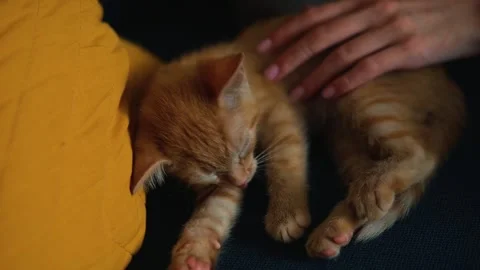 An orange kitten is curled up and sleeping on a soft surface. A hand is seen 動画素材 344440566