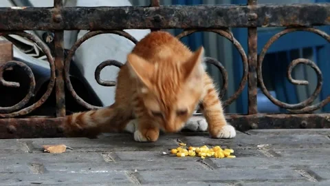 Orange Kitten Eating Boiled Corn by Black Metal Fence Stock Footage 322151120