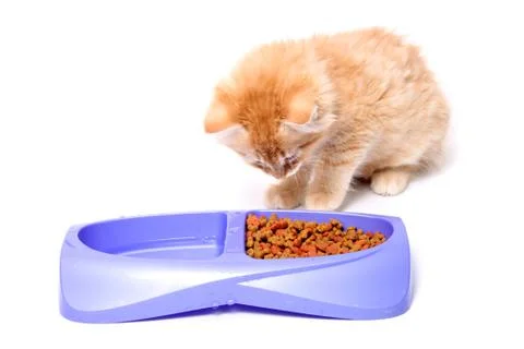 Orange kitten eating Stock Photos
