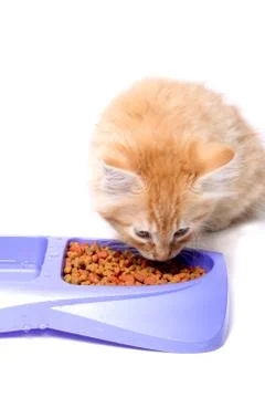 Orange kitten eating Stock Photos