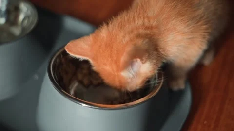 An orange kitten explores its food bowl, sniffing and nibbling on the contents. Video stock 339025560