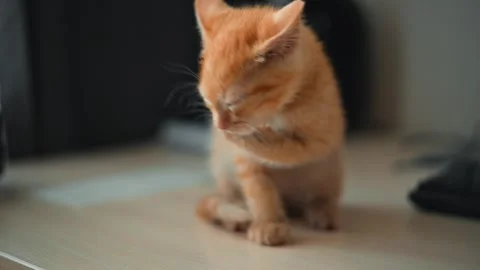 An orange kitten explores its surroundings with curiosity while sitting on a Stock Footage 339025455