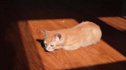 An orange kitten is exploring a sunlit area indoors, showing curiosity and Video stock 339025130
