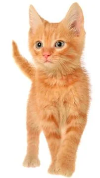Orange kitten goes Stock Photos