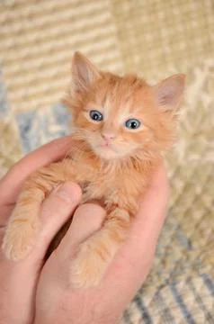 Orange kitten in hands Stock Photos