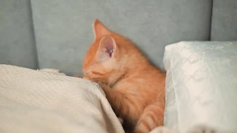 An orange kitten interacts with a blanket, playfully pawing and peeking Stock Footage 339025535