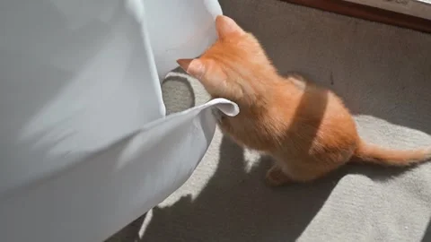 An orange kitten interacts with a curtain, peeking out and swatting playfully. Video stock 339025371