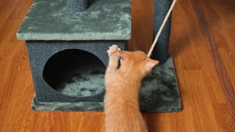 An orange kitten interacts with a string hanging from a scratching post in a Stock Footage 339025647