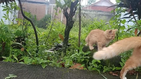 Orange Kitten on Mossy Wall After Mother Cat Walks Away in Morning Garden Stock Footage 331149192