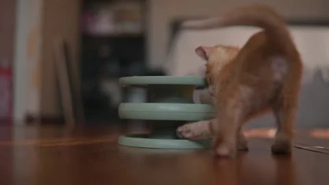 An orange kitten navigates a colored cat toy structure in a cozy indoor space. Stockbeeldmateriaal 344450843