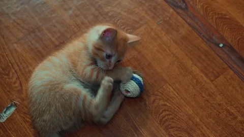 An orange kitten is playing with a small round toy on a wooden floor. The kitten Stock Footage 339024779