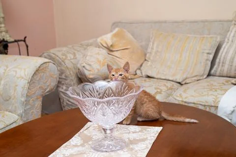 An orange kitten is playing on a small table, hiding behind a crystal vase,.. Stock Photos