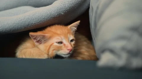 An orange kitten plays and peeks out from beneath a soft blanket. The kitten Stock Footage 339024979