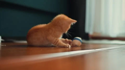 An orange kitten plays with a small toy ball on a hardwood floor indoors. The Stock Footage 339024804