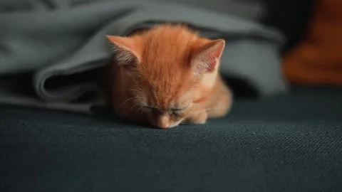An orange kitten is resting peacefully under a gray blanket on a couch. The cozy Stock Footage 339025391