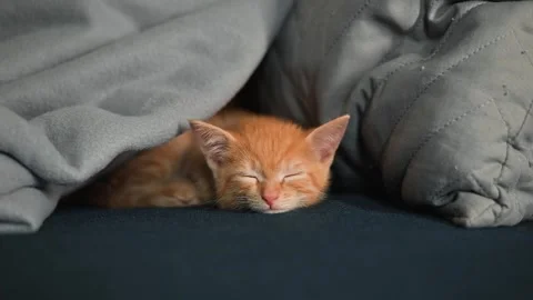 An orange kitten is resting quietly under a gray blanket in a warm indoor Stock Footage 339025173