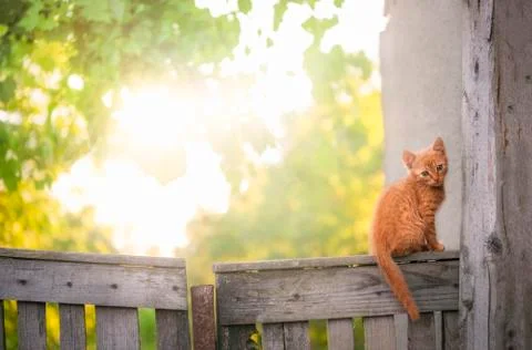 Orange kitten on a rustic fence Stock Photos