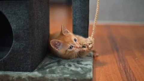 An orange kitten is seen playing with a rope tied to a scratching post in a Stock Footage 339025605