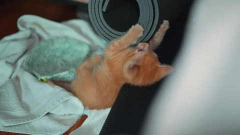 An orange kitten is seen reaching out to play with a rolling mat in a cozy Stock Footage 339024817
