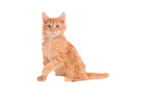 Orange kitten with shocked expression Foto stock