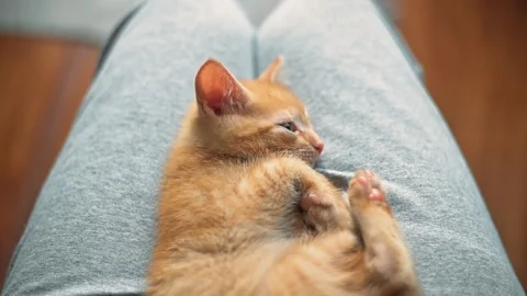 An orange kitten is sitting on a person's lap, enjoying the warmth and comfort Stock-Footage 339024970