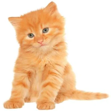 Orange kitten sitting Stock Photos
