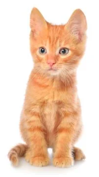 Orange kitten sitting Stock Photos
