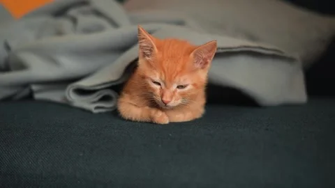 An orange kitten sleeps peacefully under a soft blanket in a warm indoor area. Stock Footage 339025388