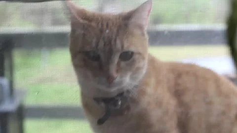 Orange Kitten at the Window Trying to Come in Stock Footage 105176939