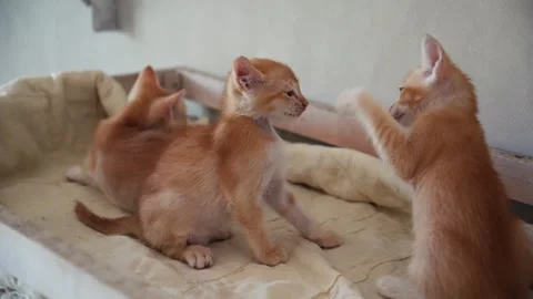 Orange Kittens Playing Together on Cushion in Indoor Setting Stock Footage 335809390