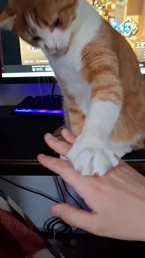 Orange Kitty Says No More Pets, Leipzig, Saxony, Germany - 14 Nov 2024 Video stock 292185629