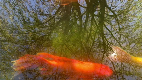 Orange Koi Carp fish in a pond with reflections of trees on a sunny day Stock Footage 170449114