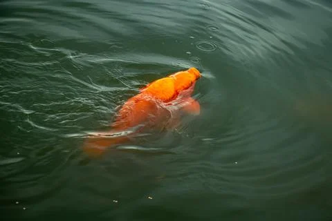Orange koi carp gliding through dark green water with soft waves. Stock Photos