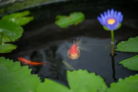 Orange koi fish facing camera in pond with water lily Stock Photos