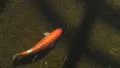 Orange Koi Fish HD Footage