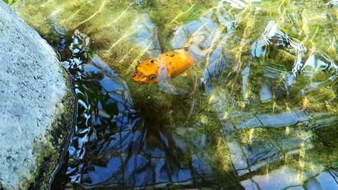 Orange Koi Fish in Pond Stock Footage 109332589