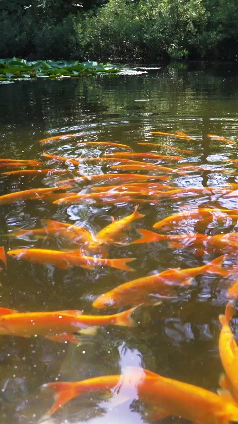 Orange Koi fish in a pond Stock Footage 267001586