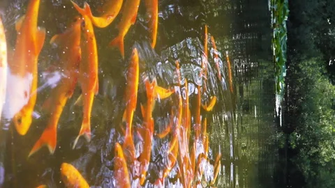 Orange Koi fish in a pond Stock Footage 267002085