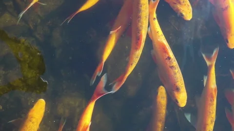 Orange Koi fish in the pond Stock Footage 267002821