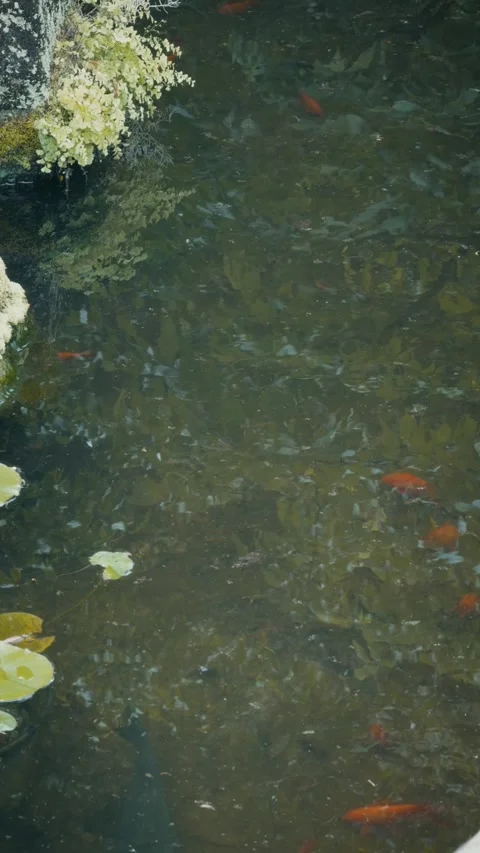 Orange koi fish swimming in tranquil pond with mossy rocks Stock Footage 346274235