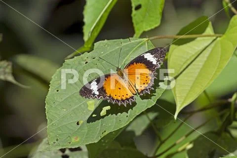 Orange Lacewing Butterfly Stock Photos