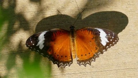 Orange Lacewing Butterfly On Smooth Surface 스톡 동영상 78556755