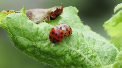 Orange ladybird beetle with black spots mating vigorously with another on a Stock Footage 341479190