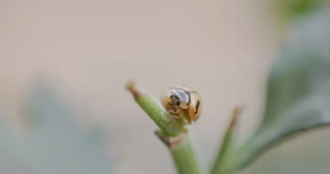 Orange Ladybird beetle devouring a pest insect on a green leaf; predatory Video stock 333180147