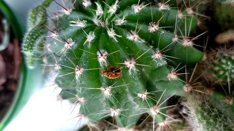 Orange Ladybug crawling on cactus thorns Stock Footage 299745390