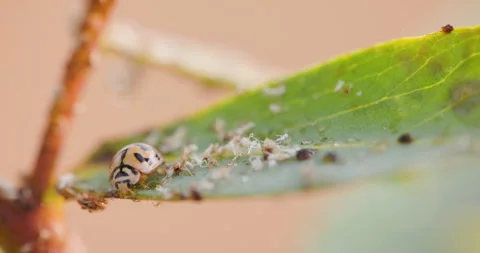 Orange Ladybug devouring aphids on a leaf; macro of predatory behaviour on a Video stock 334188693