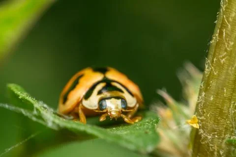 Orange Ladybug on Green Leaf Macro Stock Photos